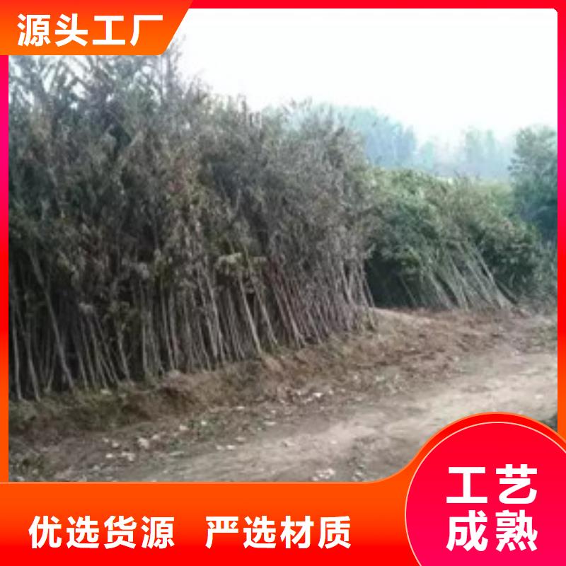 香椿苗板栗苗厂家十分靠谱