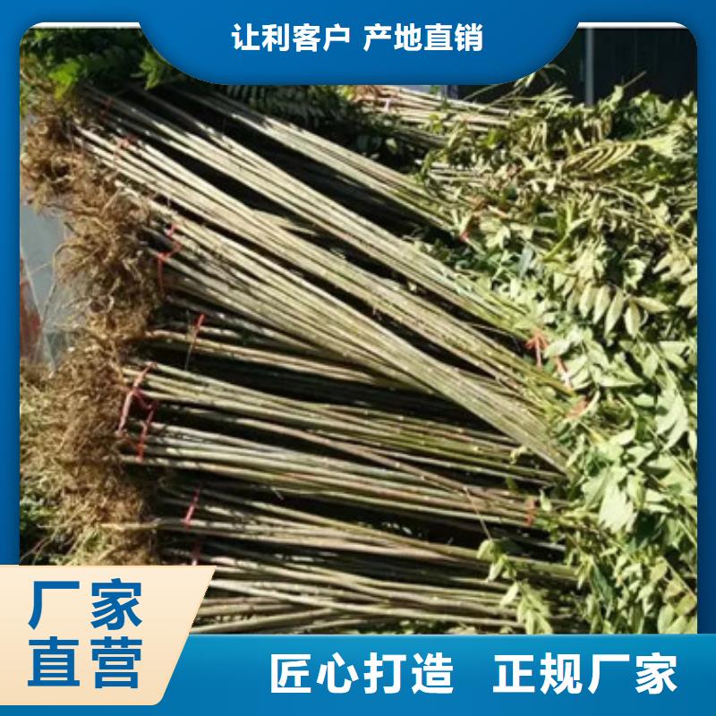 香椿苗桃树苗大品牌值得信赖