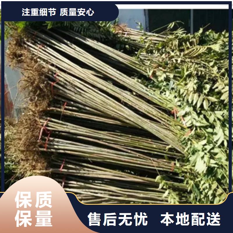 香椿苗-梨树苗源头厂家直销