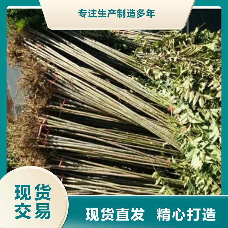 香椿苗-板栗苗N年专注
