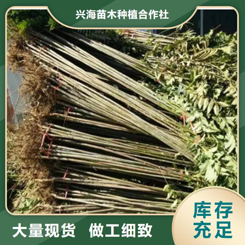 【香椿苗-蓝莓苗直销厂家】