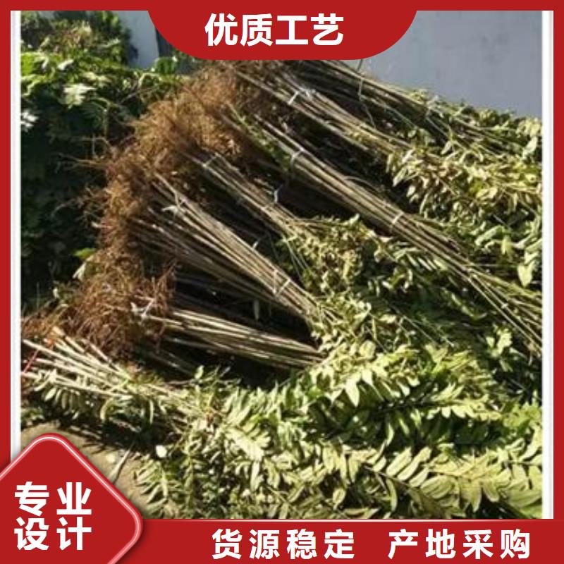 香椿苗-板栗苗N年专注