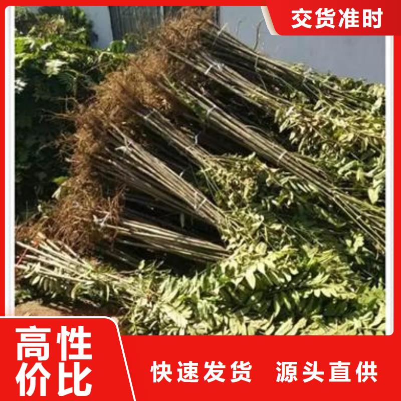 香椿苗-蓝莓苗一站式供应