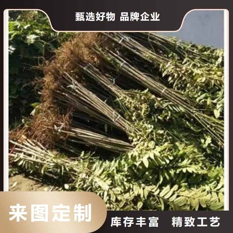 香椿苗,【桃树苗】厂家直销省心省钱