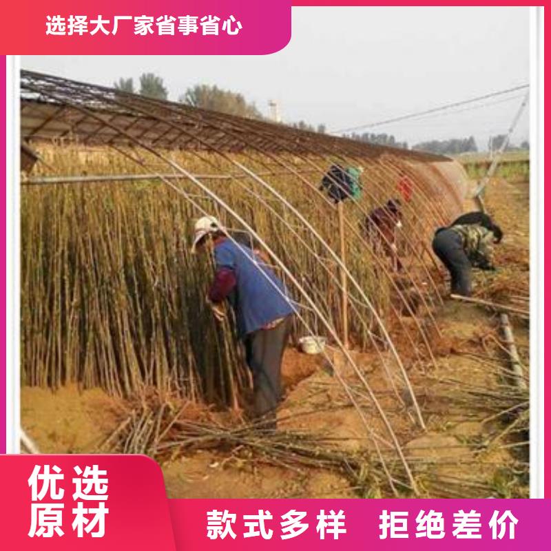 香椿苗桃树苗产品优良
