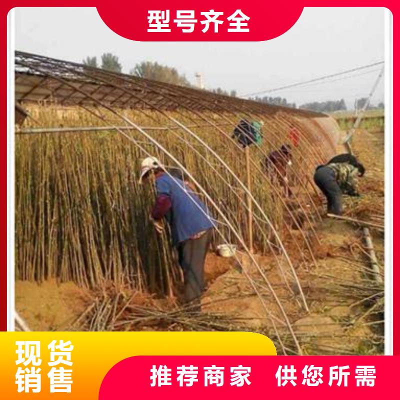 香椿苗花椒苗通过检测