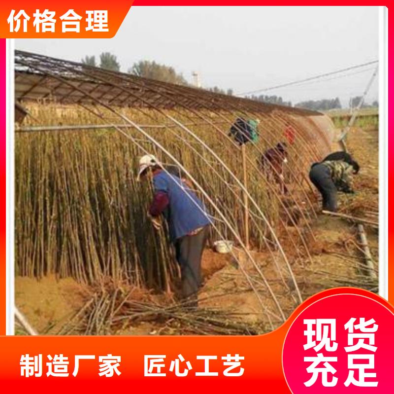 【香椿苗-蓝莓苗直销厂家】