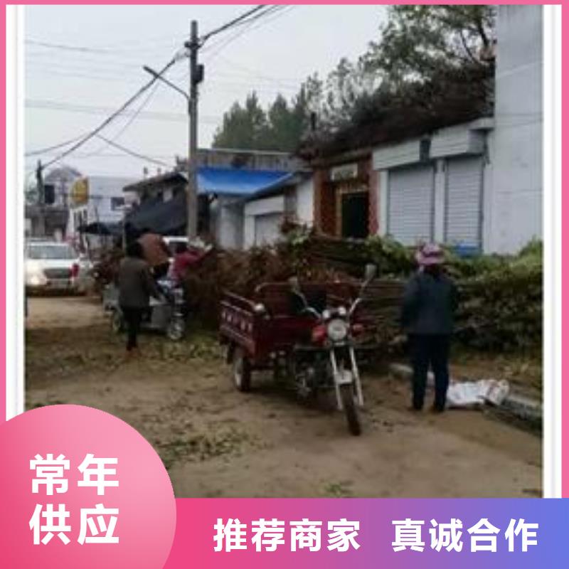 香椿苗核桃苗大厂家实力看得见