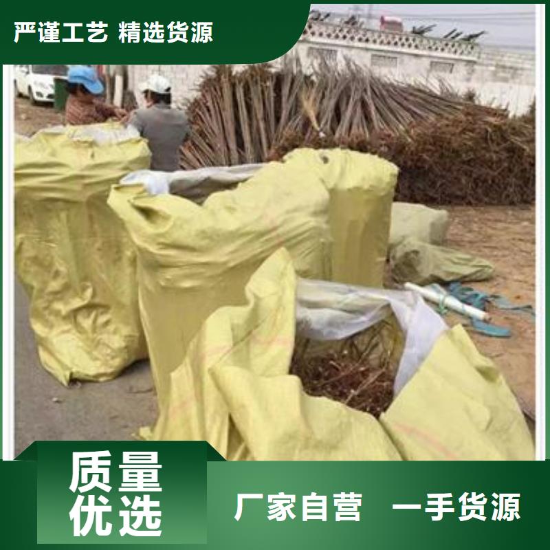 香椿苗板栗苗实力大厂家