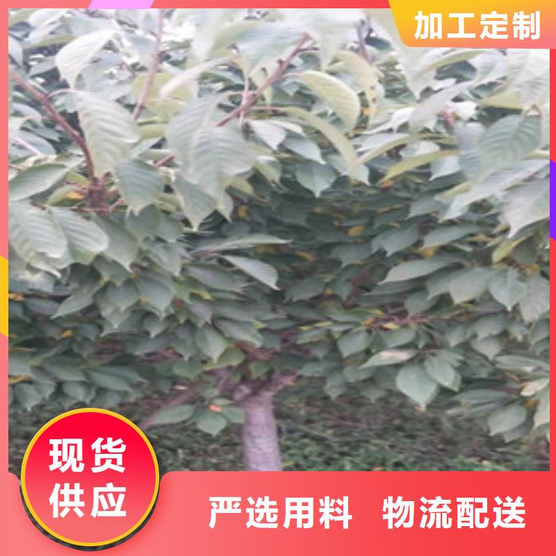 樱花钙果苗买的放心