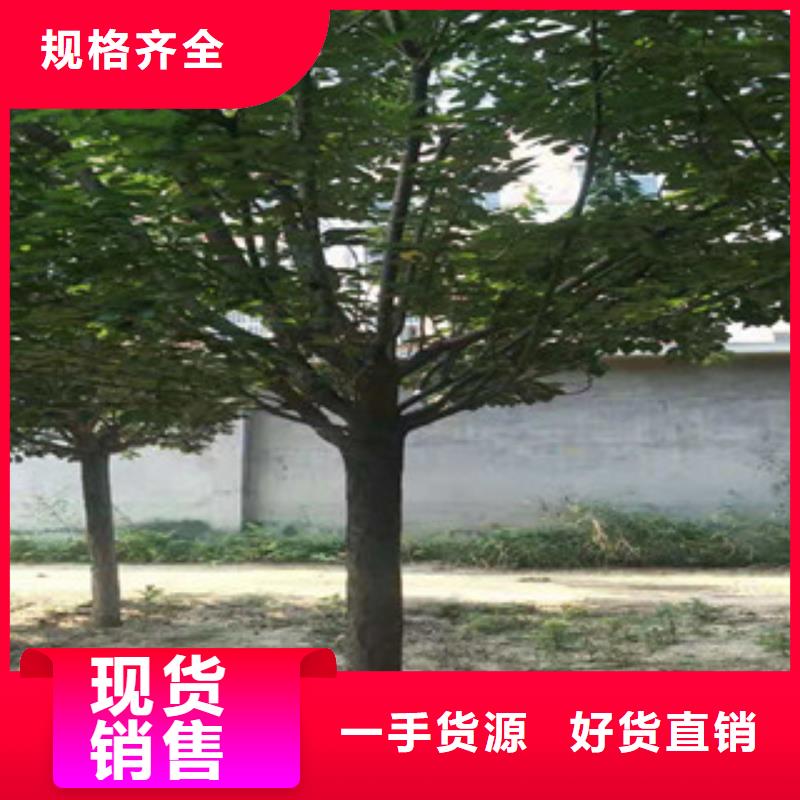 樱花绿化树绿化工程专心专注专业
