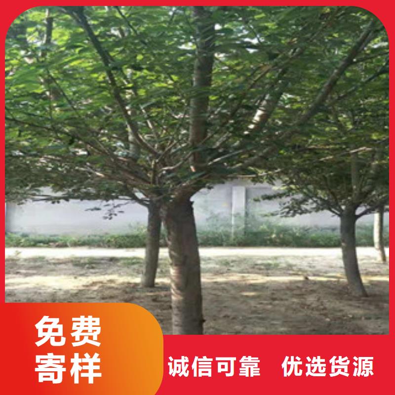 樱花蓝莓苗批发货源