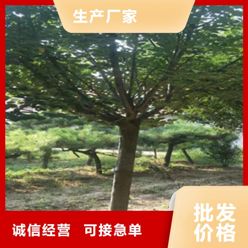 樱花_占地果树出厂价