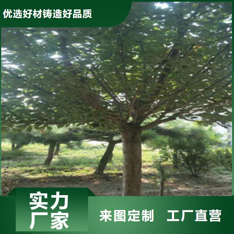 【樱花-核桃苗樱花苗长果桑树苗一手价格】
