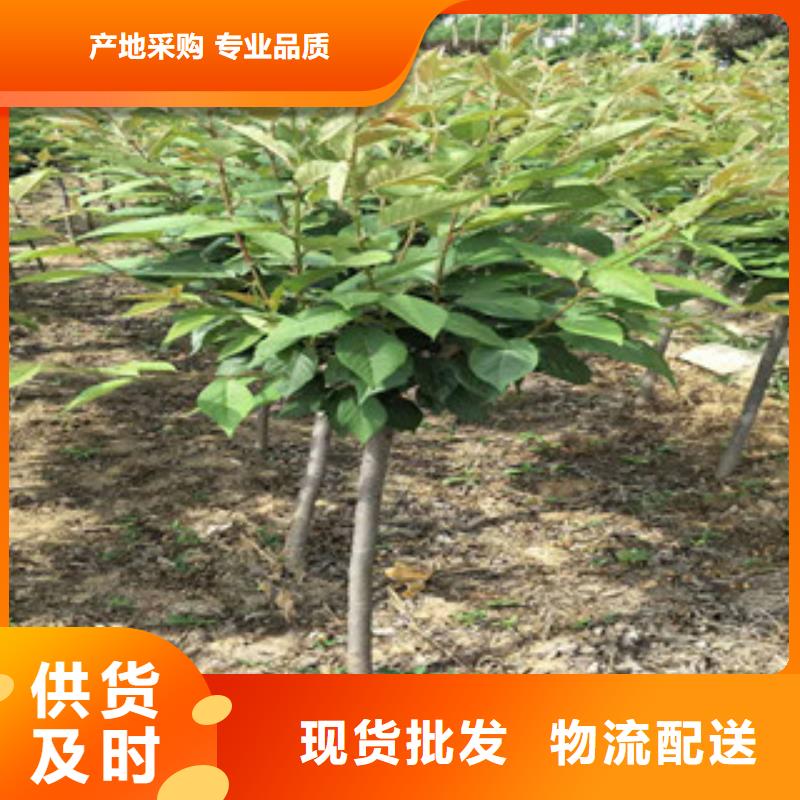樱花-钙果苗专业生产厂家
