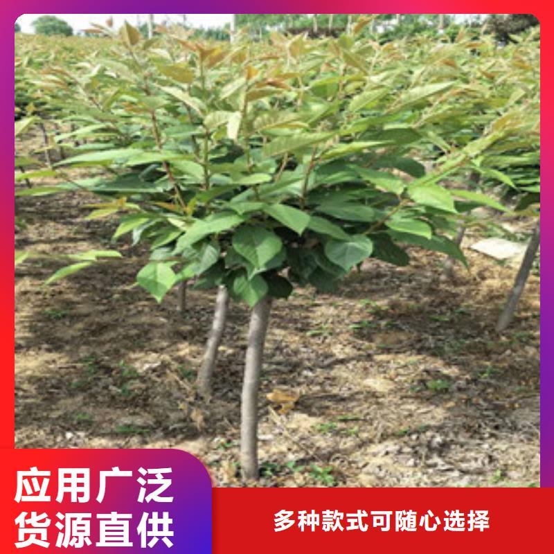 樱花核桃苗樱花苗长果桑树苗主推产品