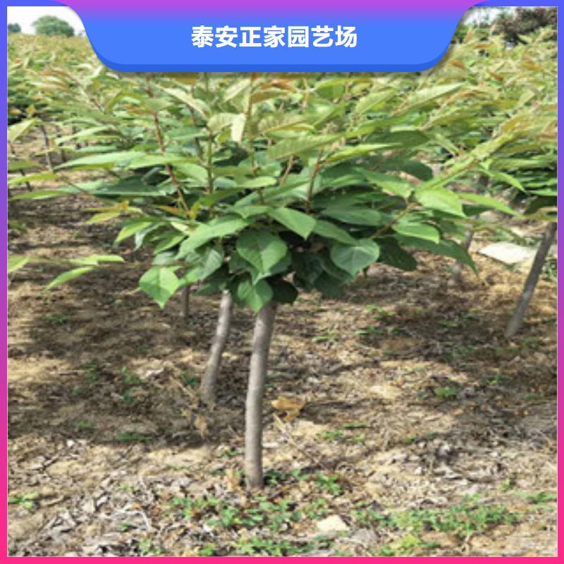 樱花钙果苗可定制有保障