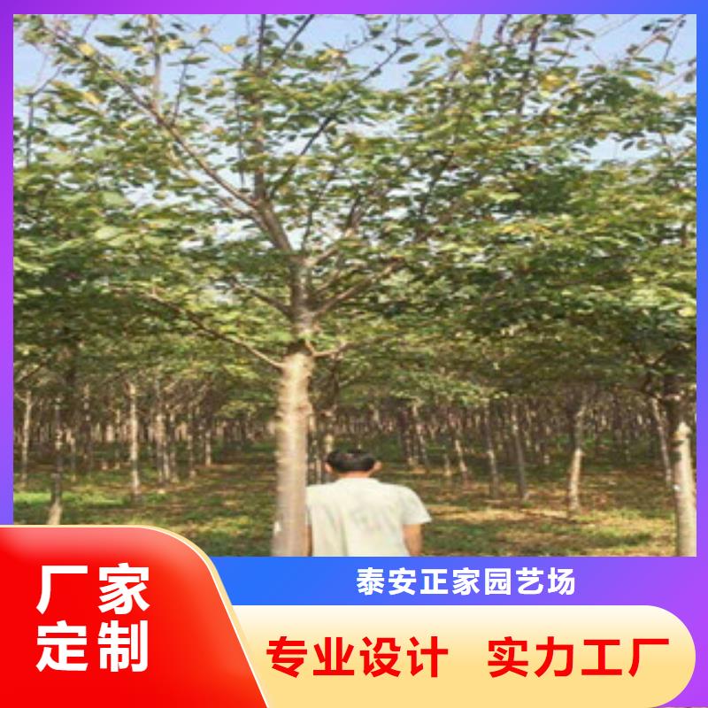 樱花泰山景松造型景松匠心品质