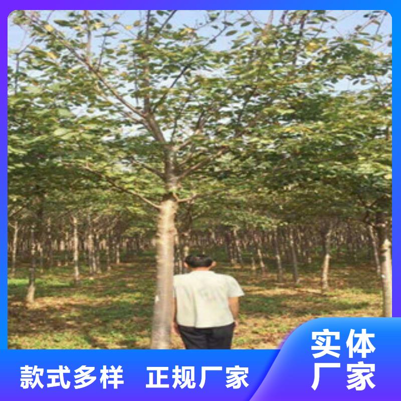 樱花,蓝莓苗品质优良