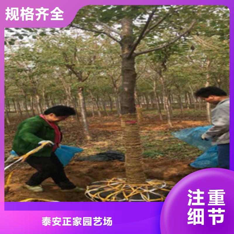 樱花,蓝莓苗品质优良