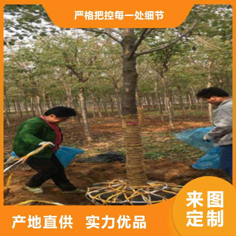 樱花泰山景松造型景松匠心品质