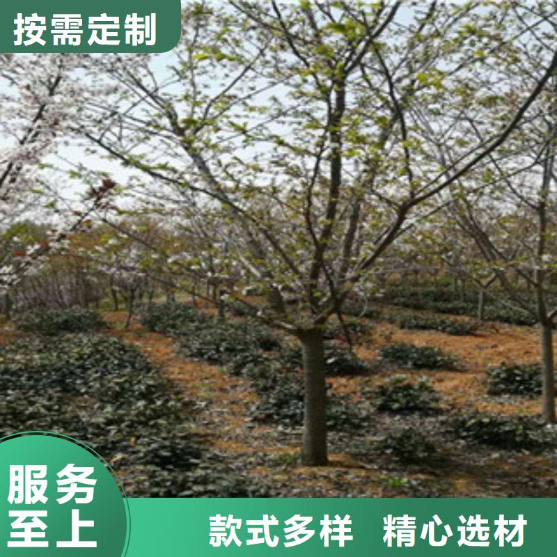 樱花泰山景松造型景松匠心品质