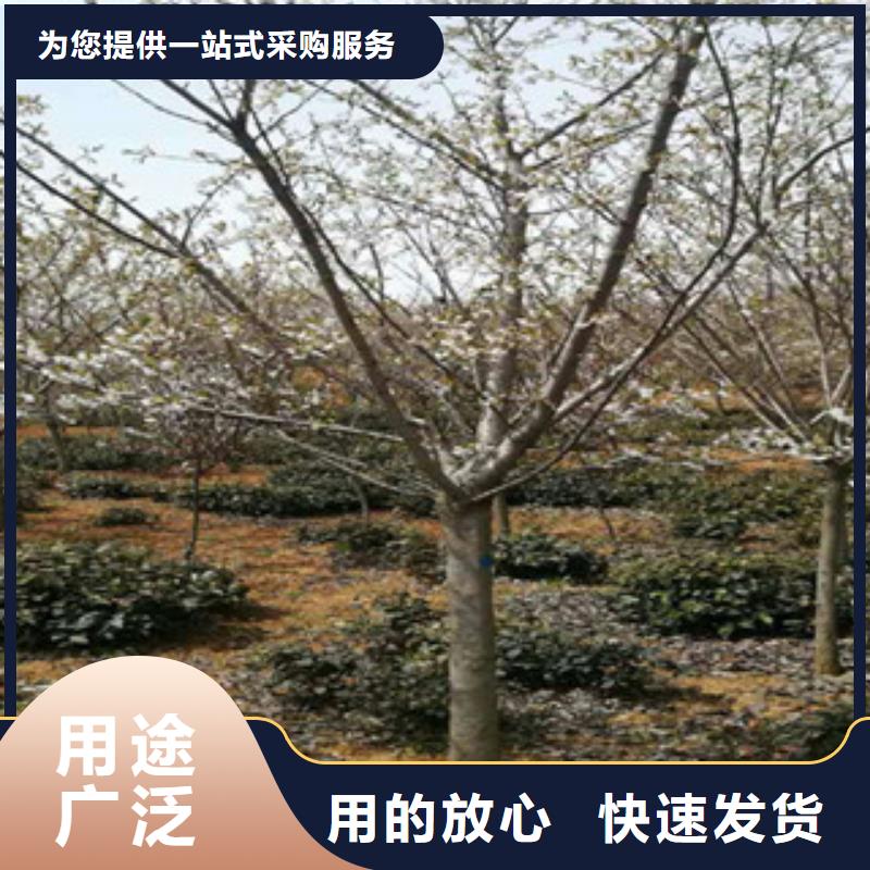 樱花核桃苗樱花苗长果桑树苗主推产品