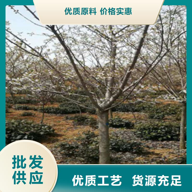樱花-占地果树一站式采购方便省心