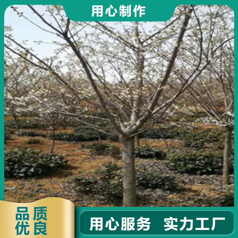 【樱花】碧桃用心做产品