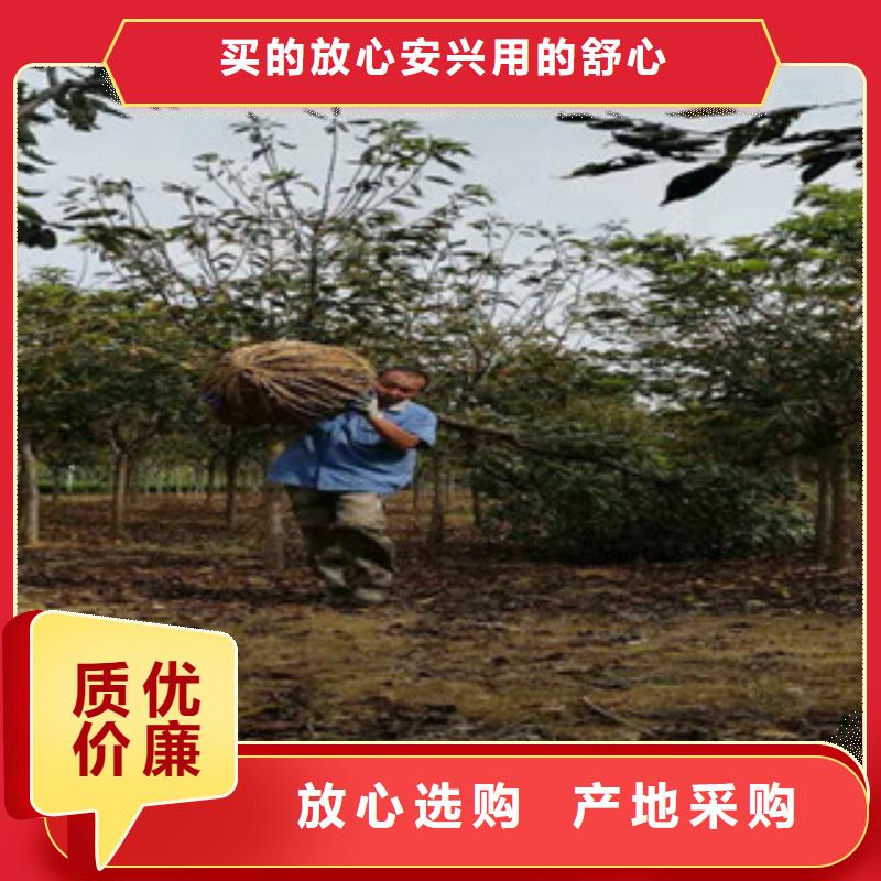 【樱花泰山景松造型景松保障产品质量】