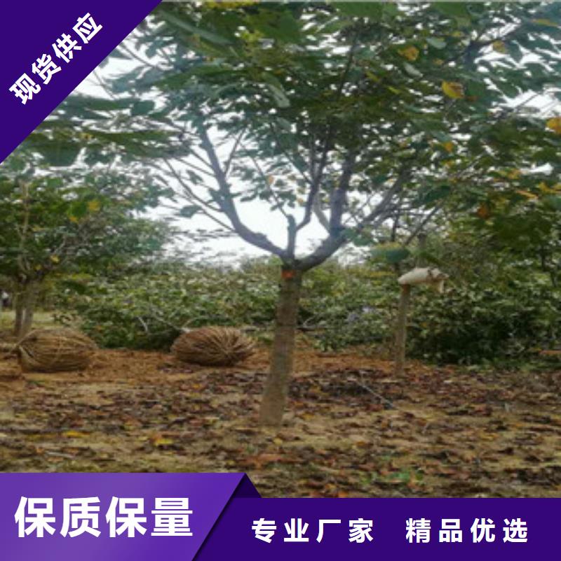 樱花泰山景松造型景松48小时发货