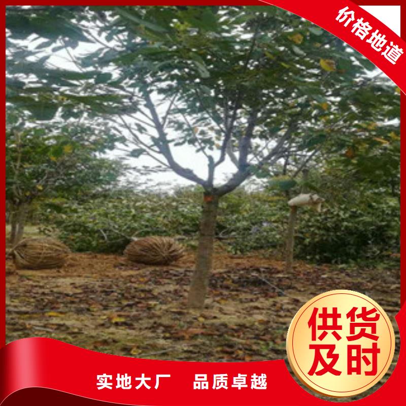 樱花-核桃苗樱花苗长果桑树苗设备齐全支持定制