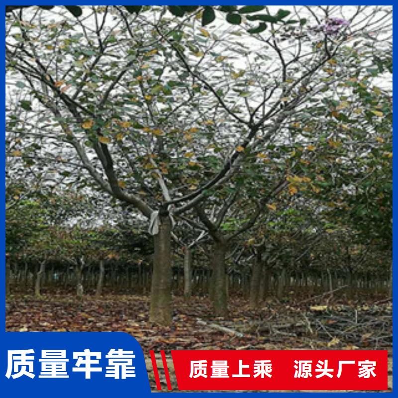 樱花蓝莓苗源厂供货
