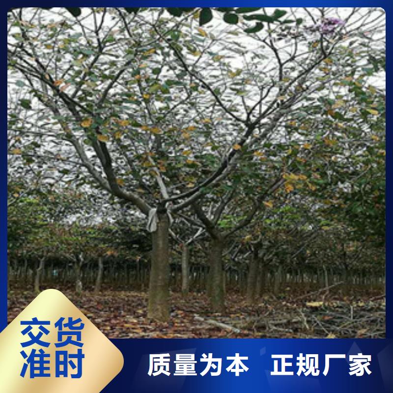 樱花占地果树厂家直销省心省钱