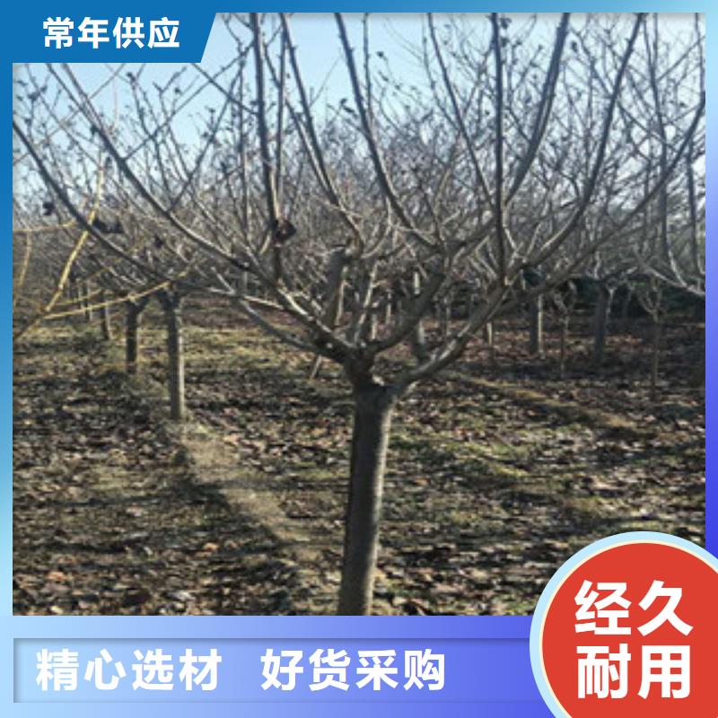樱花泰山景松造型景松今年新款