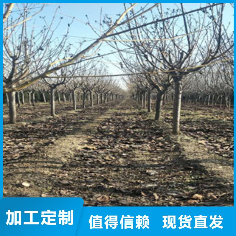 樱花树莓苗品质做服务