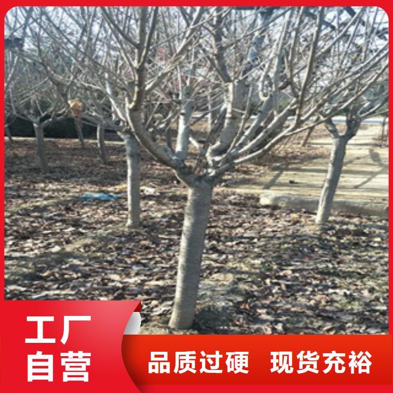樱花_占地果树专业生产品质保证