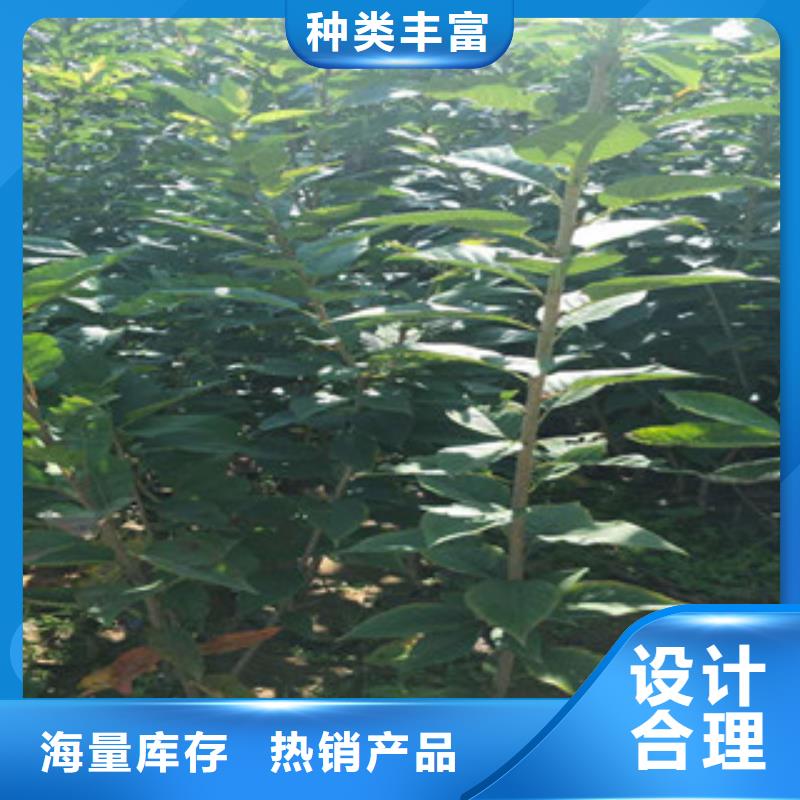 樱花核桃苗樱花苗长果桑树苗专注细节专注品质