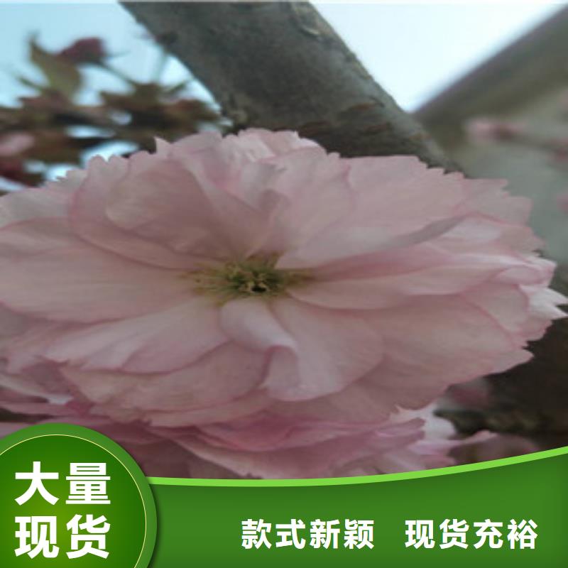 樱花泰山景松造型景松发货及时