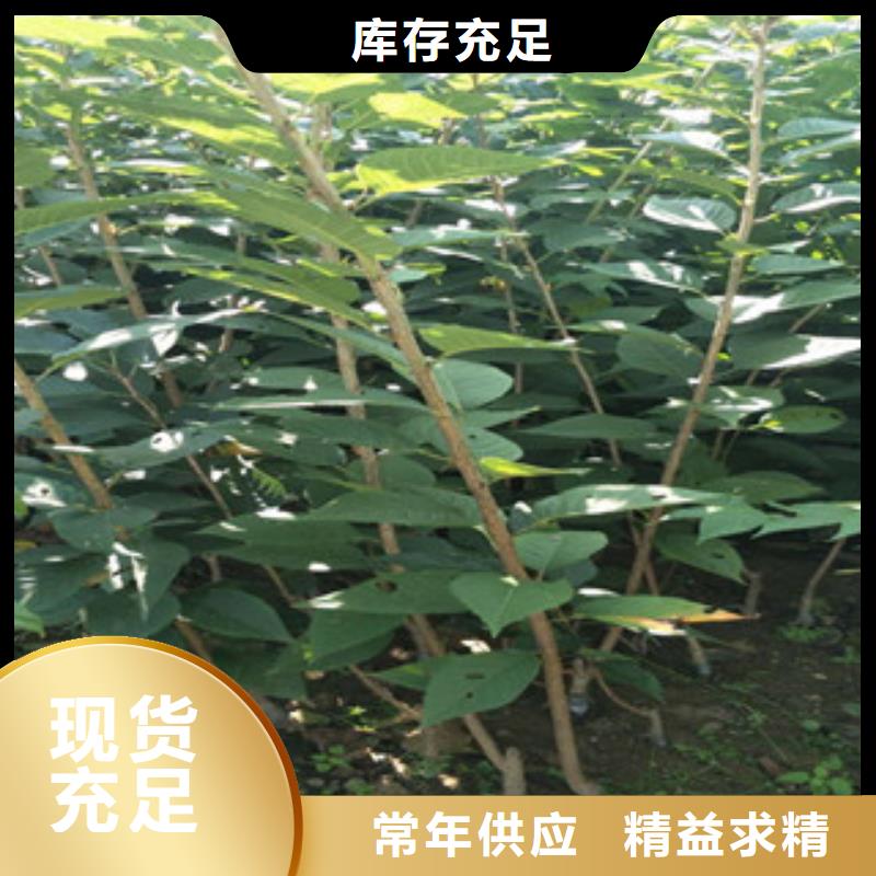 【樱花】蓝莓苗极速发货