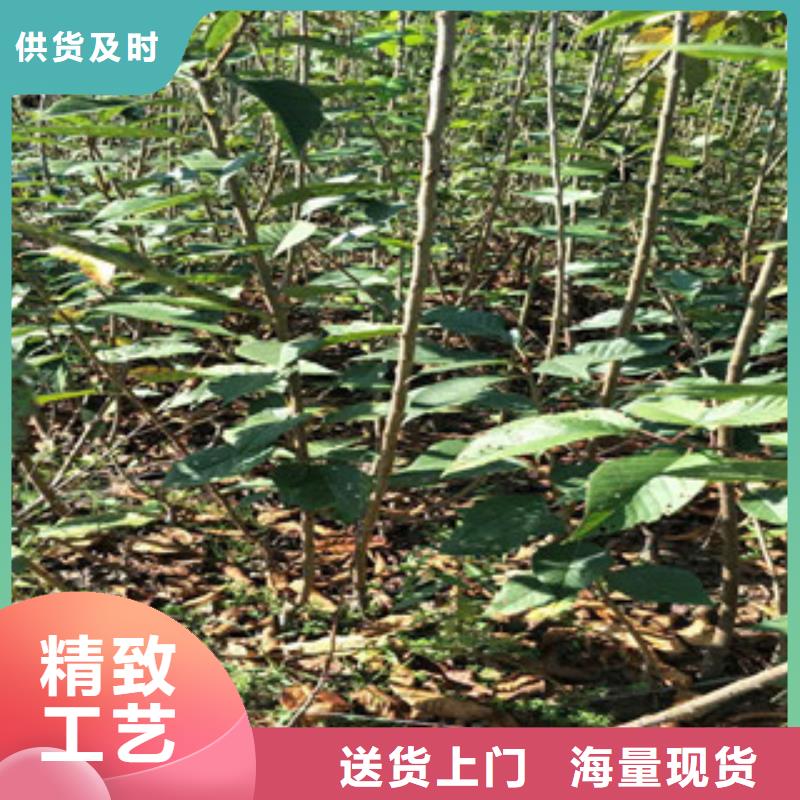 樱花核桃苗樱花苗长果桑树苗专注细节专注品质