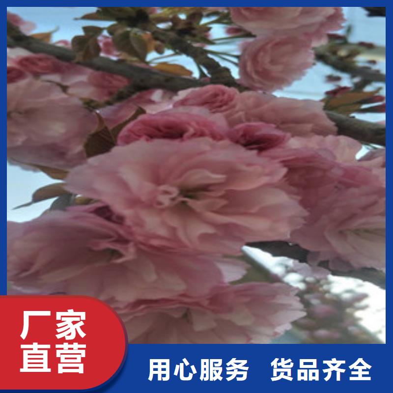 樱花钙果苗全新升级品质保障