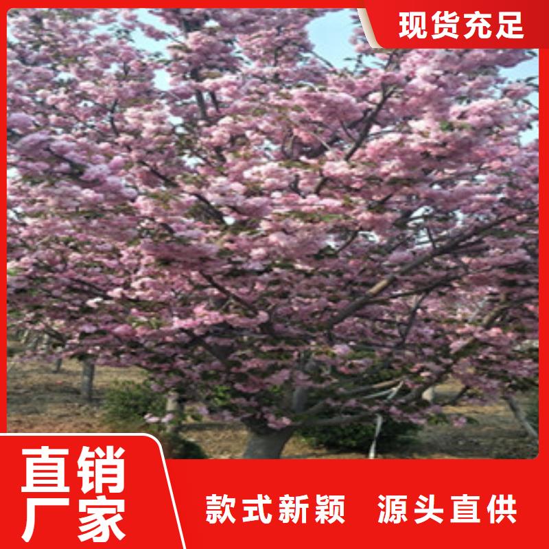 【樱花蓝莓苗快速发货】