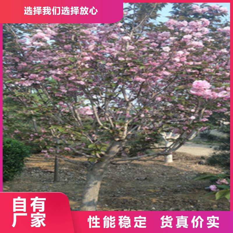 【樱花蓝莓苗快速发货】