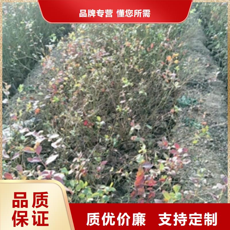 【蓝莓苗核桃苗樱花苗长果桑树苗价格透明】