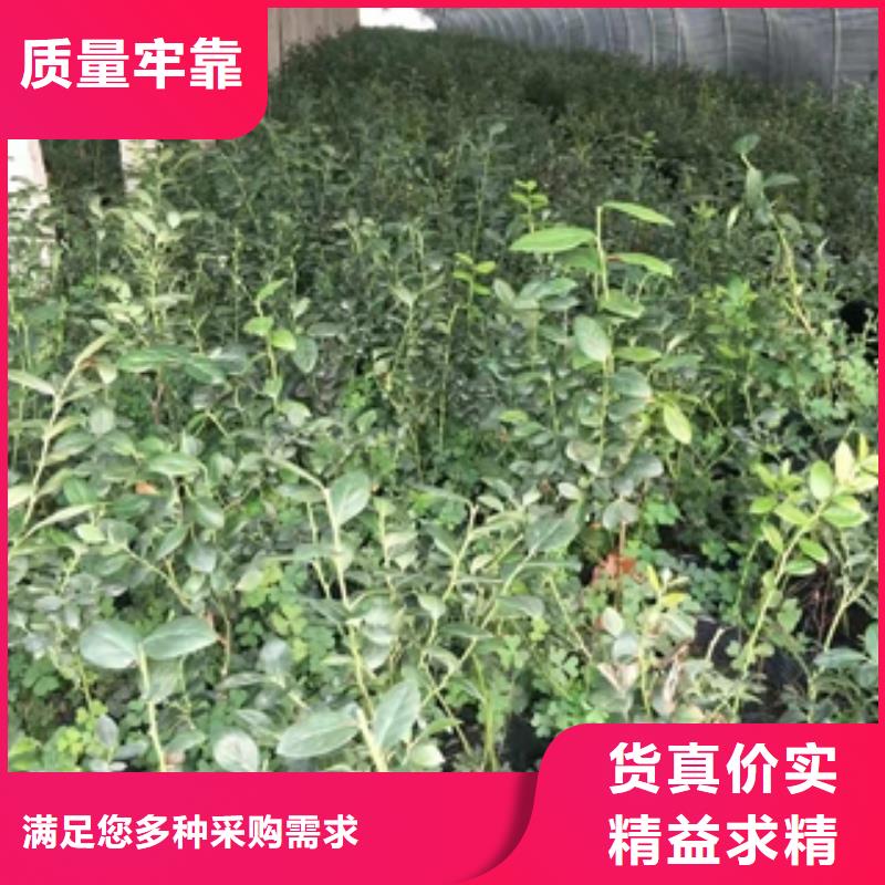 【蓝莓苗占地果树把实惠留给您】