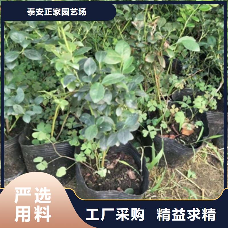 蓝莓苗-绿化树绿化工程专注产品质量与服务