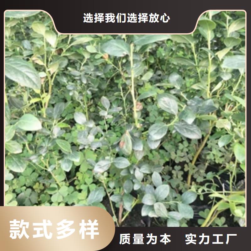 【蓝莓苗核桃苗樱花苗长果桑树苗价格透明】