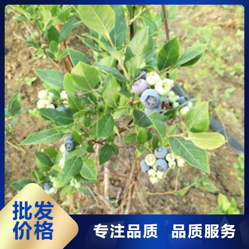 蓝莓苗【占地果树】质量层层把关