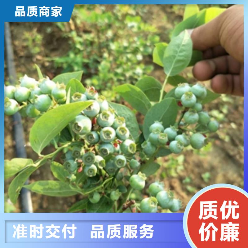 蓝莓苗,钙果苗现货满足大量采购